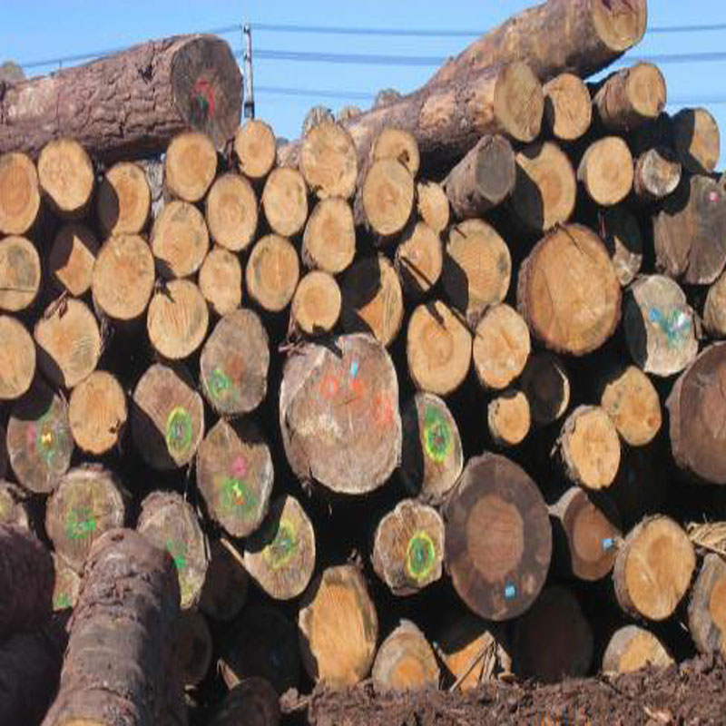 福州百年澳松价格